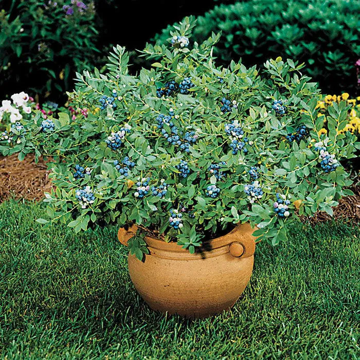 Blueberry 'Sunshine Blue'