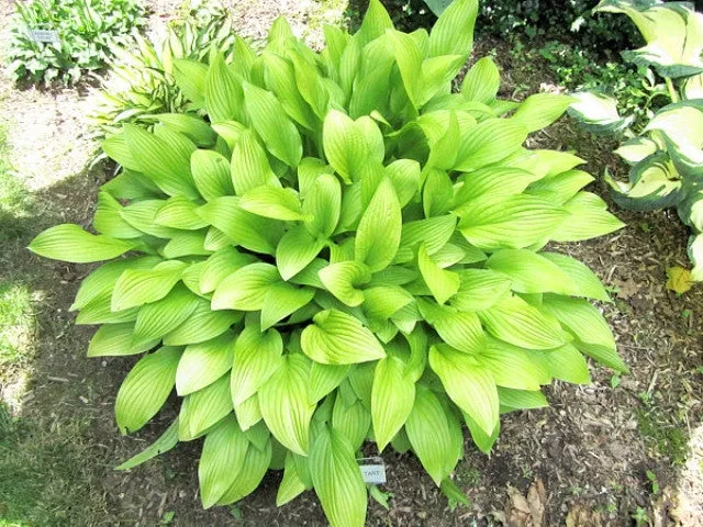 Cherry Tart Hosta