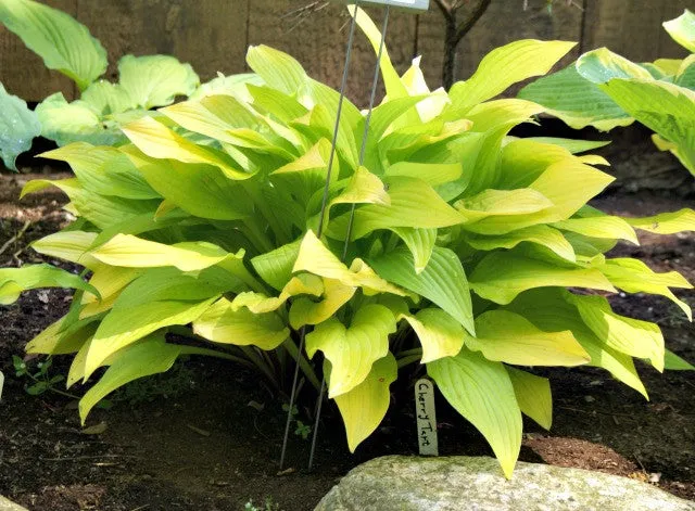 Cherry Tart Hosta