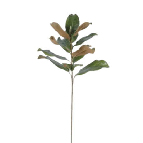 Large Grandiflora Magnolia Foliage