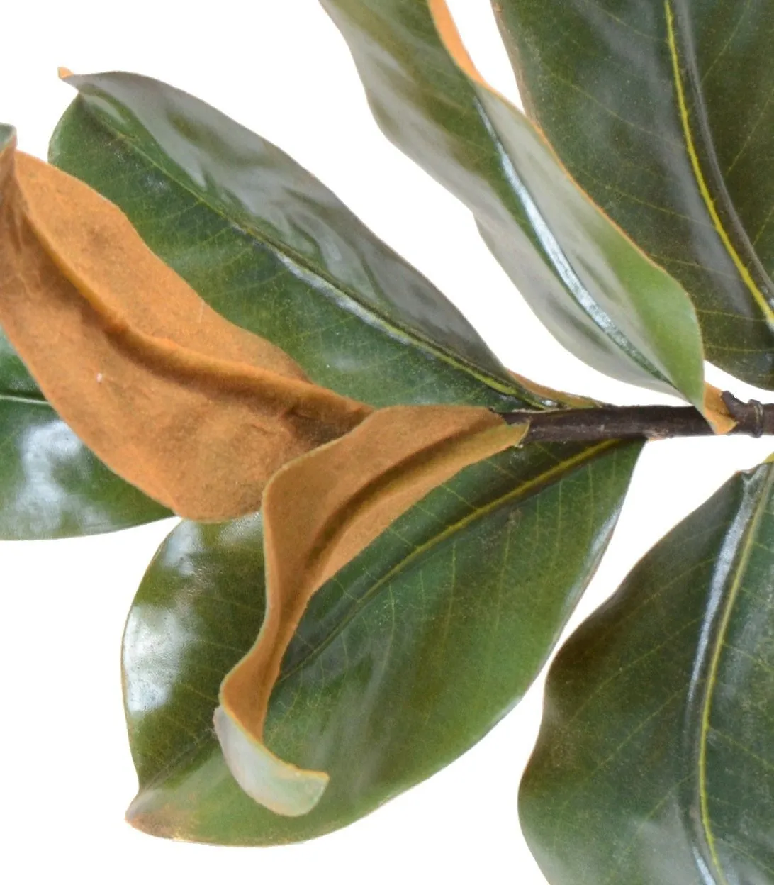 Magnolia Leaf Pick, 14" L