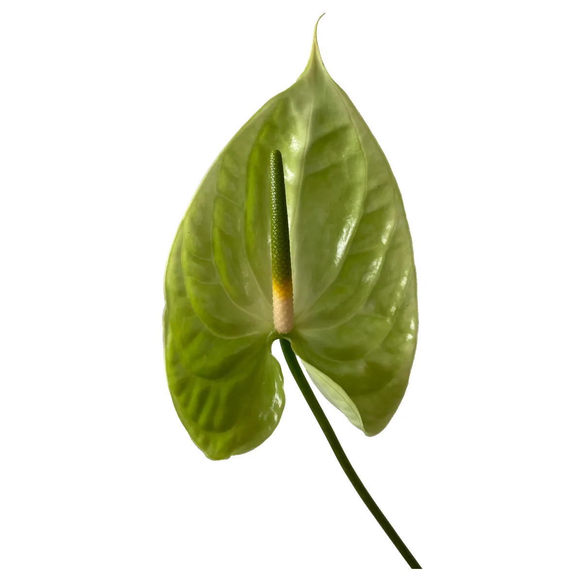Midori Green Anthurium