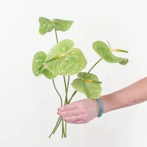 Midori Green Anthurium