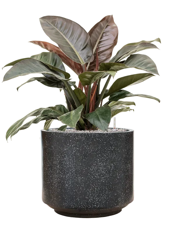 Philodendron `Imperial Red' in Baq Terrazzo Office Plant With Pot 86cm Height 41cm Dia
