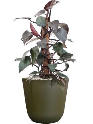 Philodendron 'New Red' in Palermo Office Plant With Pot 58cm Height 21cm Dia