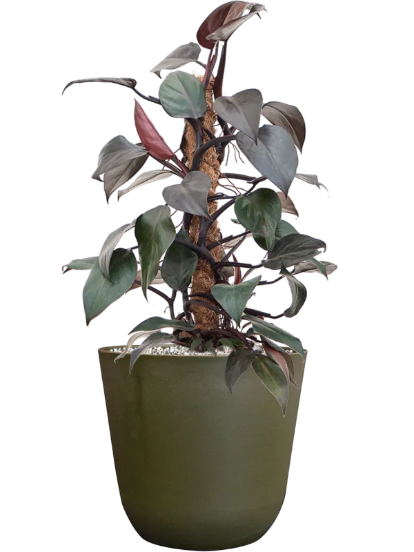 Philodendron 'New Red' in Palermo Office Plant With Pot 58cm Height 21cm Dia