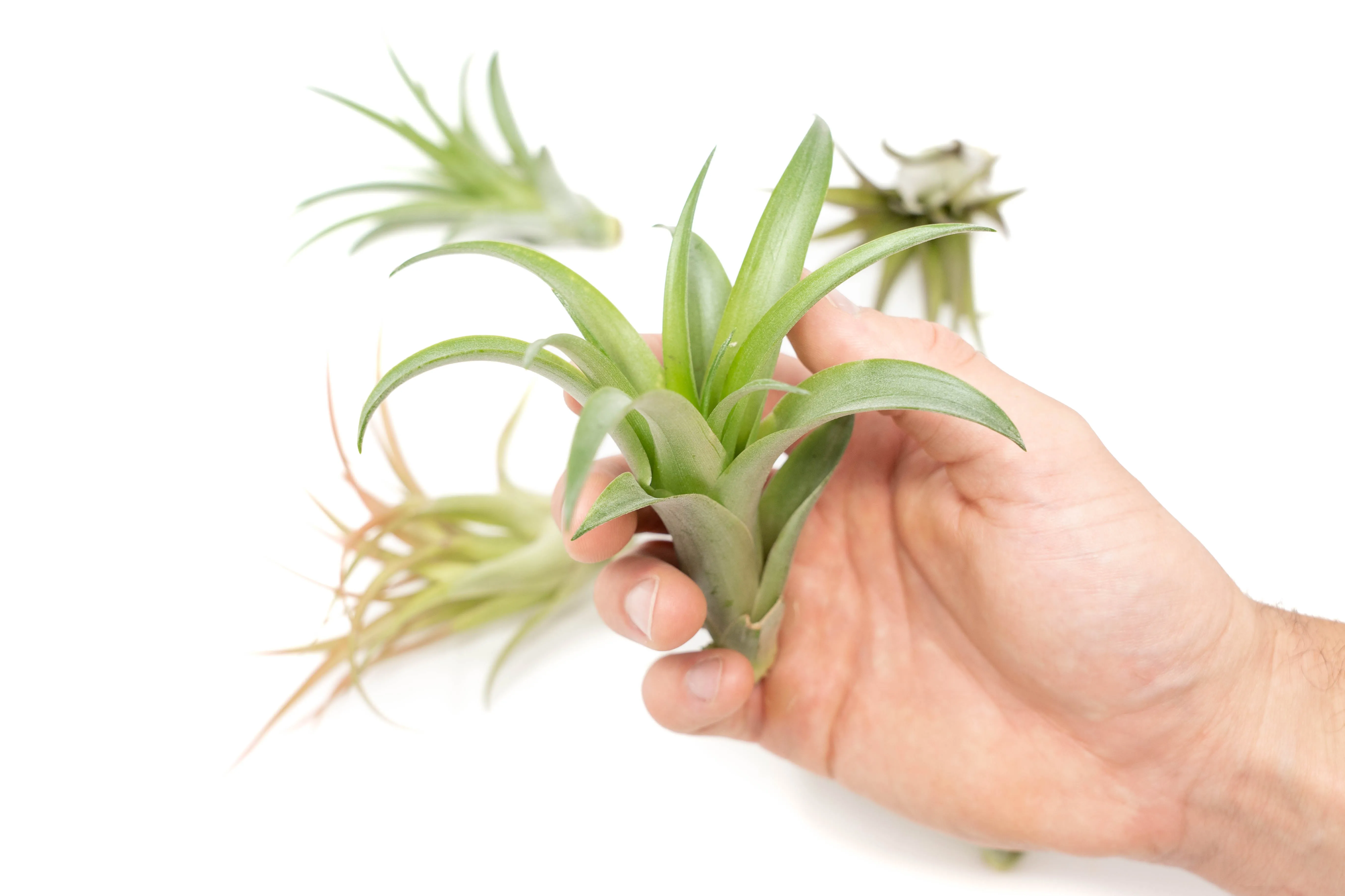 SALE - Tillandsia Abdita Brachycaulos Air Plants -  Set of 10, 20 or 30 - 60% Off